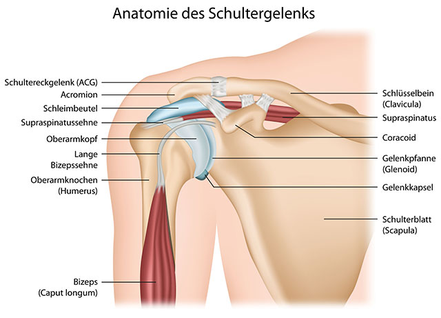 Die Anatomie des Schultergelenks